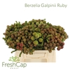 Berzelia Galpinii (baubles) Ruby