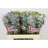 Oxypetalum Tweedia Blue