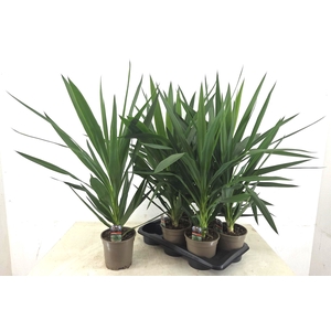 YUCCA