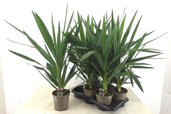 <h4>YUCCA</h4>
