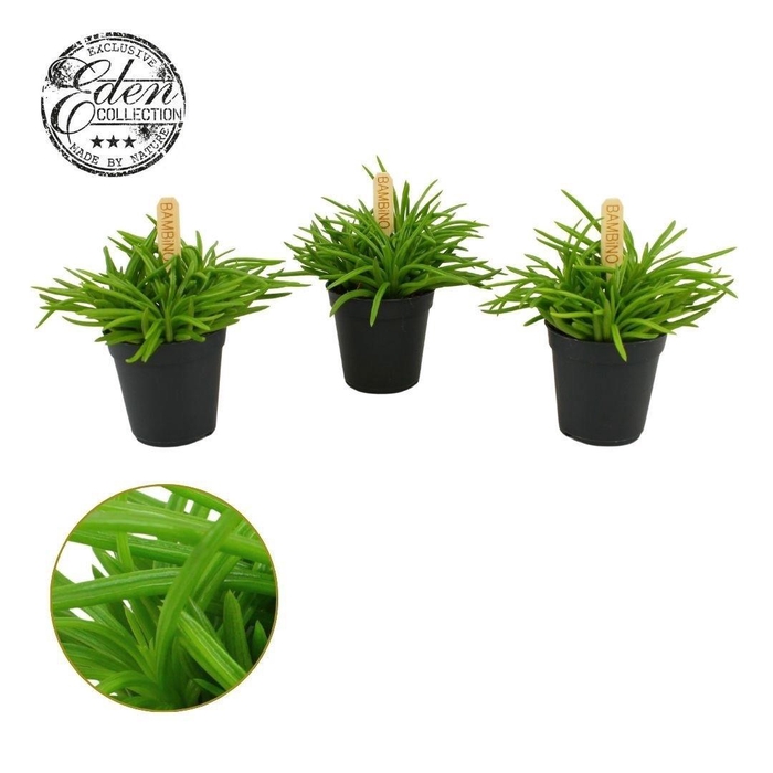 <h4>Senecio Himalaya, 5,5cm</h4>