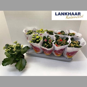 KAL GE PERF GEM 5 KL