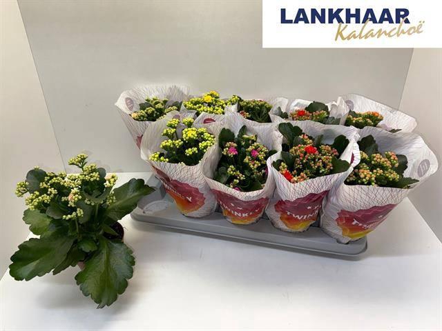 <h4>KAL GE PERF GEM 5 KL</h4>