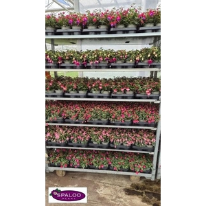 FUCHSIA MIXK