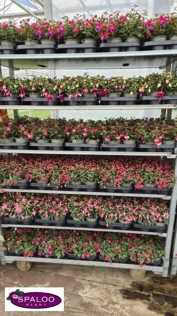 <h4>FUCHSIA MIXK</h4>