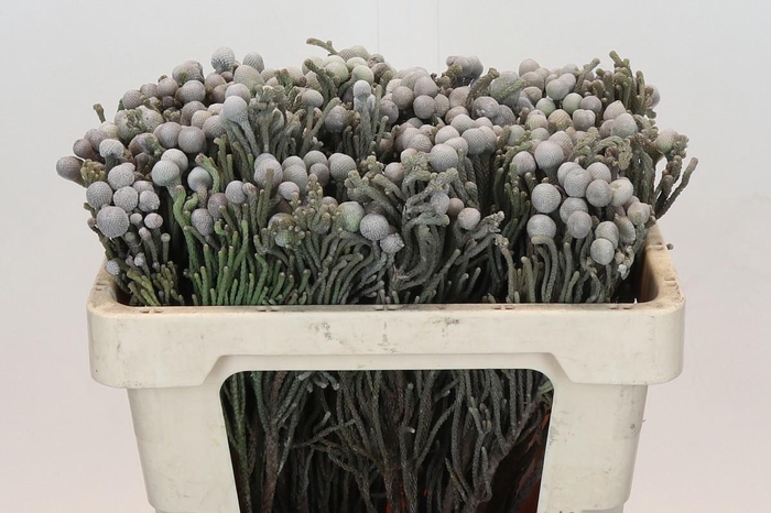 <h4>BRUN LAEVIS</h4>