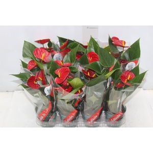 ANTHURIUM RED SUCCESS P09