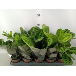Maranta leuc. 'Lemon'
