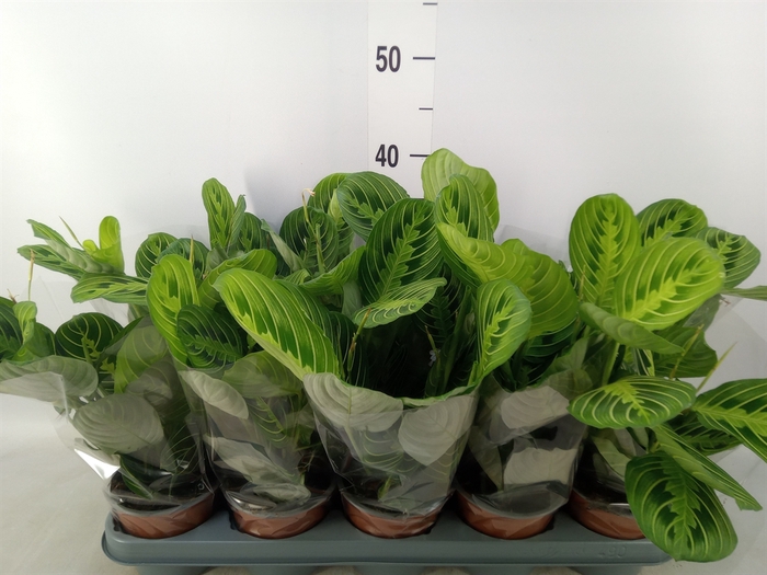 <h4>Maranta leuc. 'Lemon'</h4>