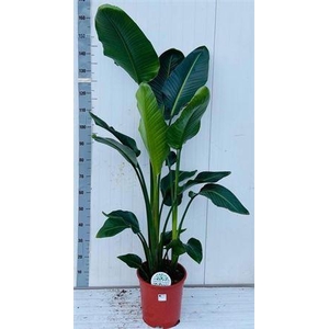Strelitzia Nicolai