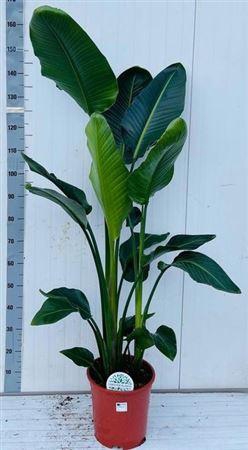 <h4>Strelitzia Nicolai</h4>