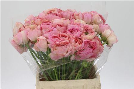 <h4>Ran Single Alice</h4>