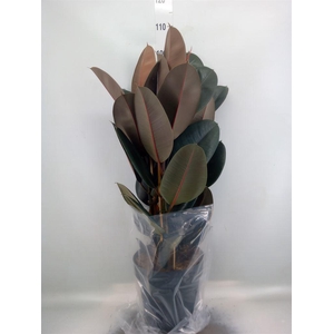 Ficus elastica 'Abidjan'