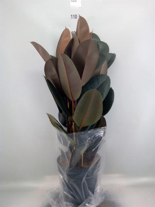 <h4>Ficus elastica 'Abidjan'</h4>