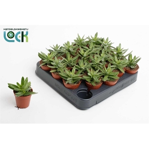 Crassula overig