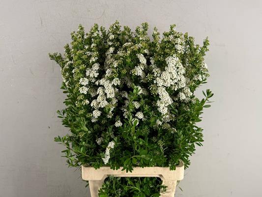 <h4>Spiraea Snowmound Bloeiend</h4>