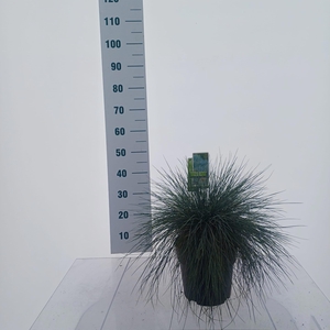 Festuca glauca 'Elijah Blue'