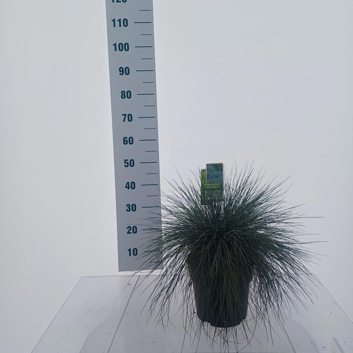 <h4>Festuca glauca 'Elijah Blue'</h4>