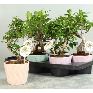 BONSAI GEM