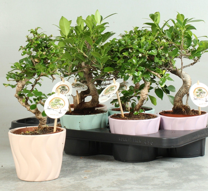<h4>BONSAI GEM</h4>