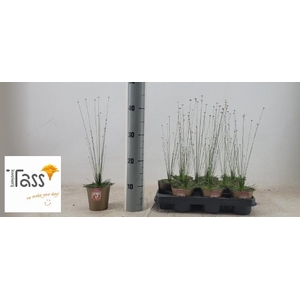 SYNGONANTHUS MIKADO