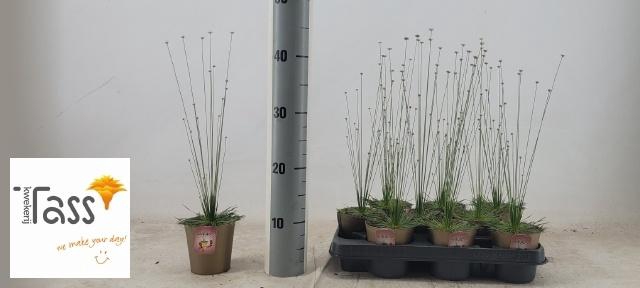 <h4>SYNGONANTHUS MIKADO</h4>