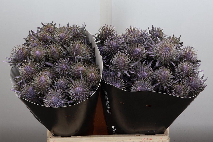 Snijgroen Eryn A Ov Klb H