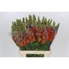 Antirrhinum Potomac Dark Orange