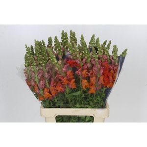 Antirrhinum Potomac Dark Orange