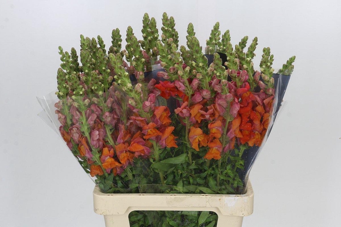 <h4>Antirrhinum Potomac Dark Orange</h4>