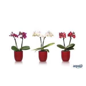 Hugo Wine Red Tiny Dolls Mix 2T10+ Aqu@