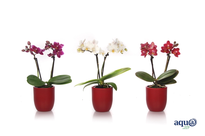 <h4>Hugo Wine Red Tiny Dolls Mix 2T10+ Aqu@</h4>