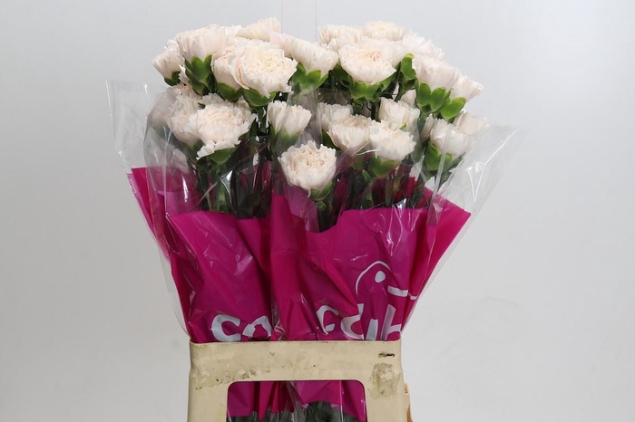 <h4>Dianthus St Brut</h4>