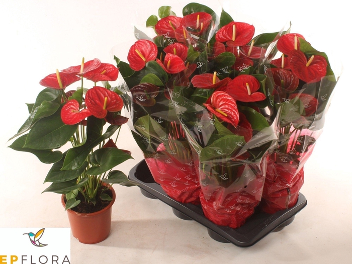 <h4>ANTHU A EASY RED</h4>