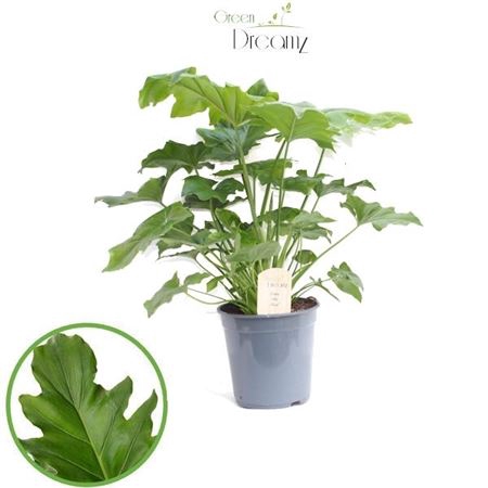 <h4>Philodendron Selloum</h4>