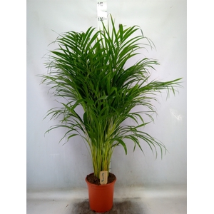 Dypsis lutescens   ...Chrysalidoca