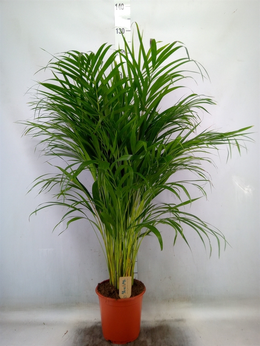 <h4>Dypsis lutescens   ...Chrysalidoca</h4>