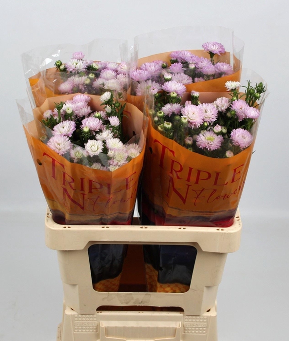 <h4>ASTER MILKA 40 GR.</h4>