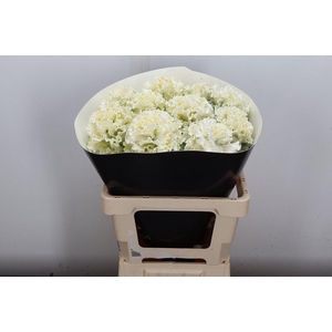 Wax Brassica Bras Wax Wit