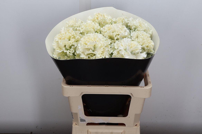 <h4>Brassica (fr) Wx Wit</h4>