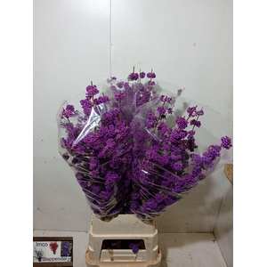 CALLICARPA BOD PROFU