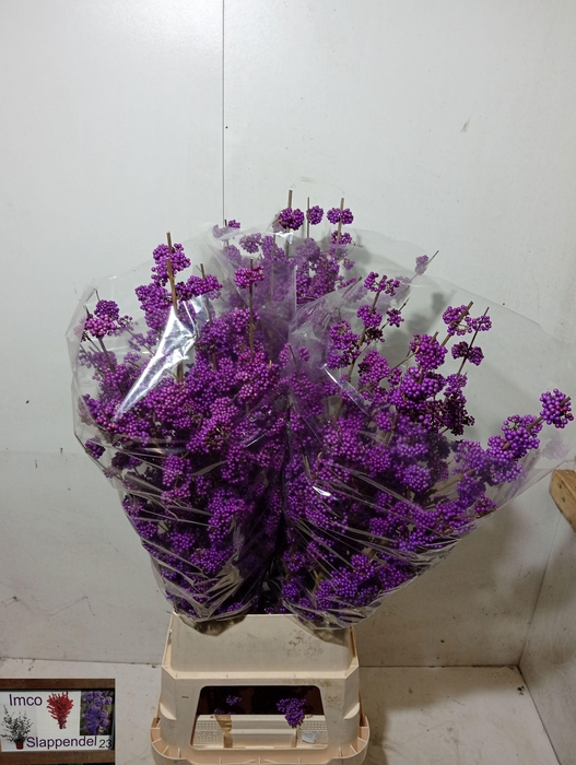 <h4>CALLICARPA BOD PROFU</h4>