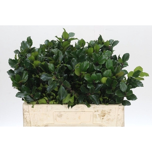 Ilex Meserveae Blue Prince