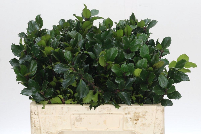 <h4>Ilex Meserveae Blue Prince</h4>