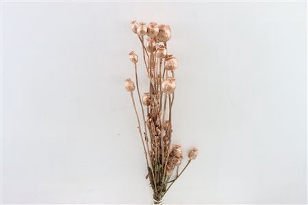 Dried Papaver Copper Bunch