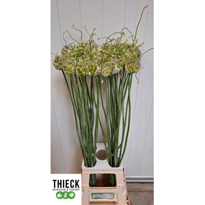 ALLIUM GREEN DROPS