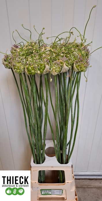 <h4>ALLIUM GREEN DROPS</h4>