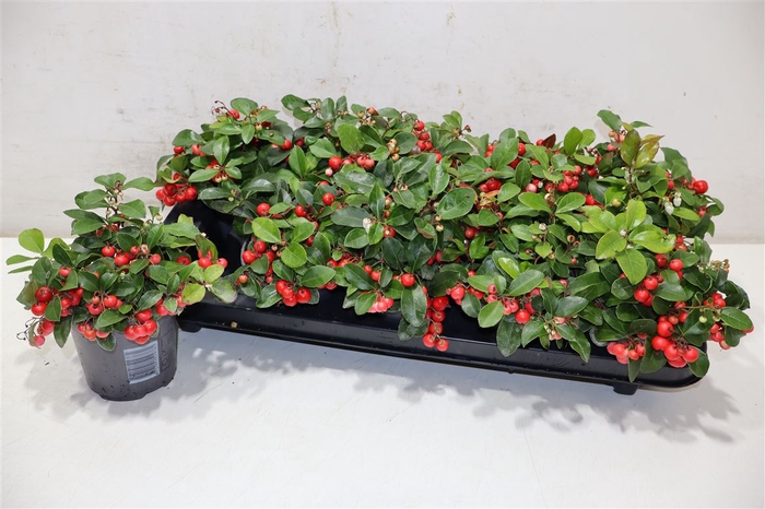 <h4>Gaulth Pr Big Berry</h4>