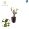 Adenium
