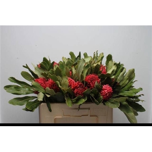 TELOPEA SP WARATAH